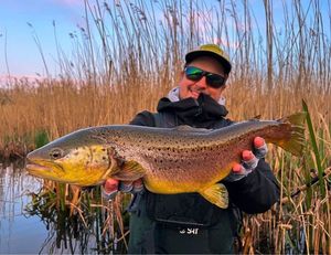Brown Trout