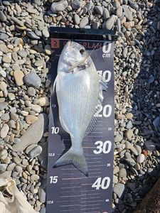 Gilthead Seabream