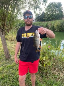 European Perch