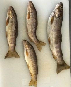 Brown Trout