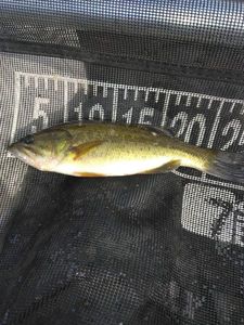Largemouth Bass