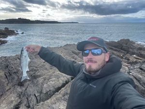 European Bass (Seabass)