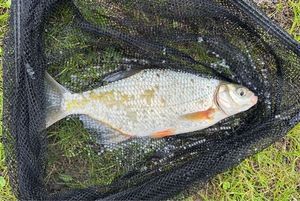 Common Bream