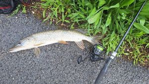 Northern Pike