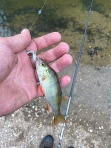 European Perch