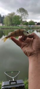 Ruffe