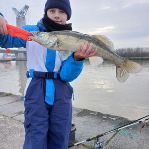 Zander