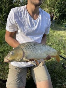 Common Carp