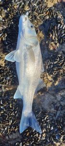 European Bass (Seabass)