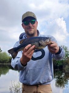 Largemouth Bass