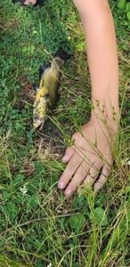 Black Bullhead