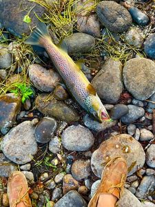 Brown Trout