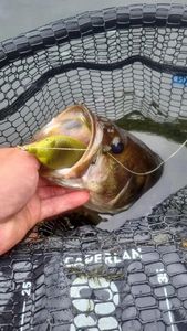Largemouth Bass