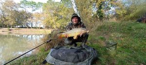 Common Carp