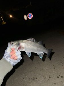 European Bass (Seabass)