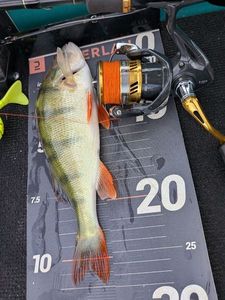 European Perch