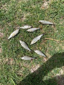 Roach