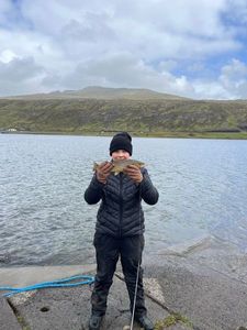 Rainbow Trout