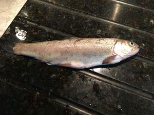 Rainbow Trout