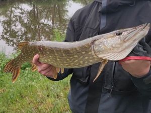 Northern Pike