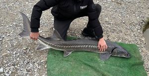 Sturgeon