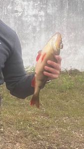 European Perch