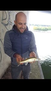 Zander