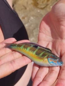 Ornate Wrasse
