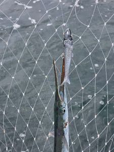 Garfish