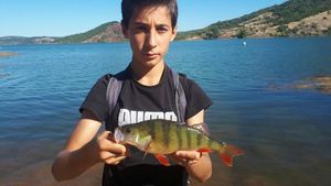 European Perch