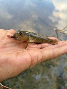 Round Goby