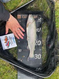 Rainbow Trout