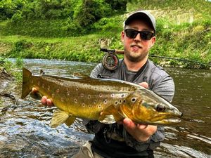 Brown Trout