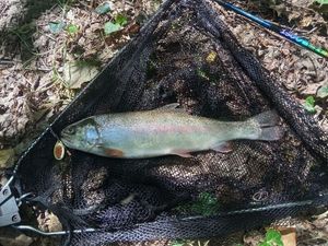 Rainbow Trout