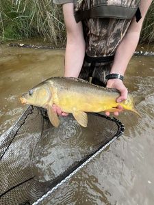 Mirror Carp