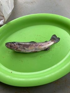 Rainbow Trout
