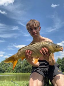 Common Carp