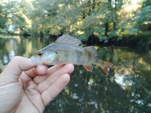 European Perch
