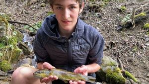 Brown Trout