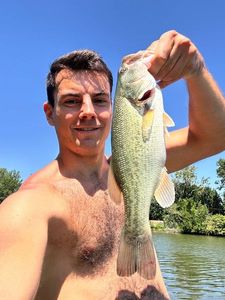 Largemouth Bass