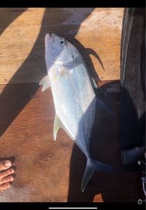 Giant Trevally (GT)