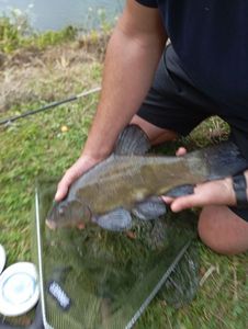 Tench
