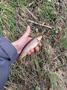 Brown Trout