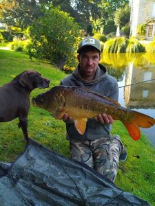 Mirror Carp