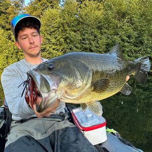 Largemouth Bass