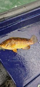 Ballan Wrasse