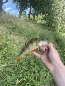 European Perch