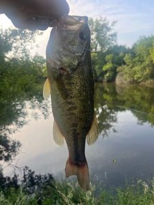 Largemouth Bass