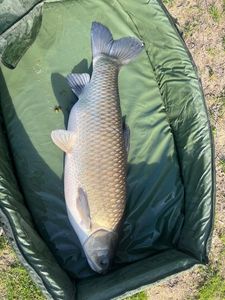 Grass Carp