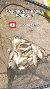 Roach